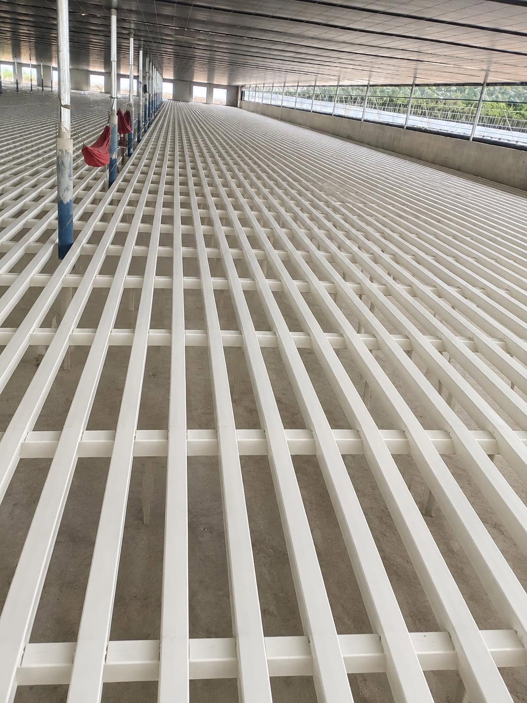 Sàn nan composite trắng trải dài trong chuồng vịt